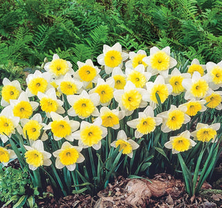 Ice Follies Daffodil Seeds